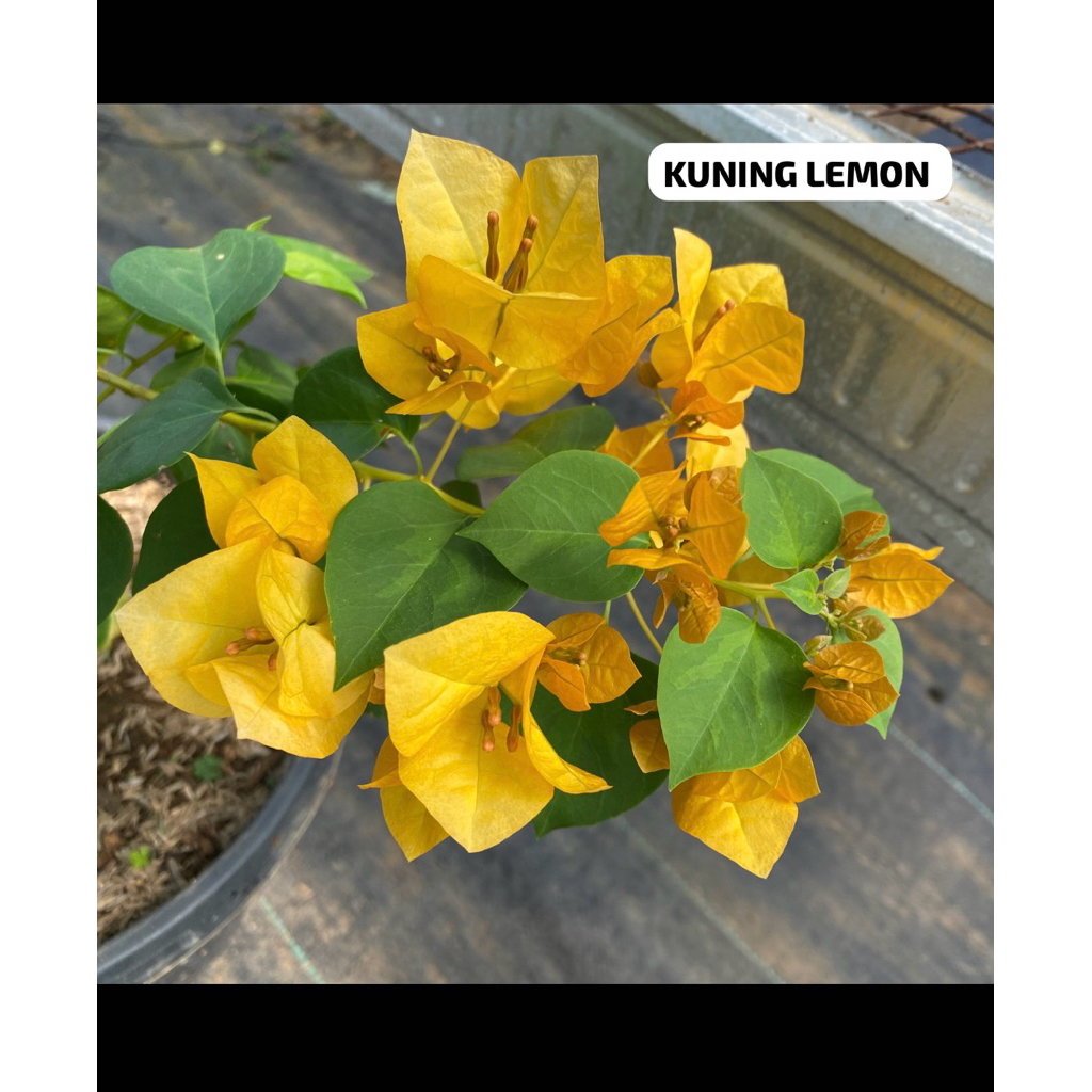 bougenville kuning lemon