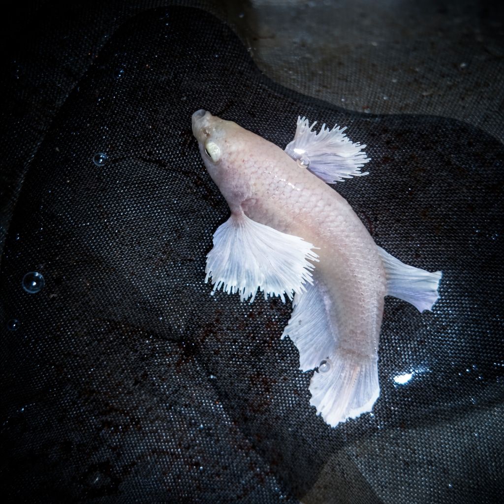 Dumbo Ear White Platinum Female - Exact Fish