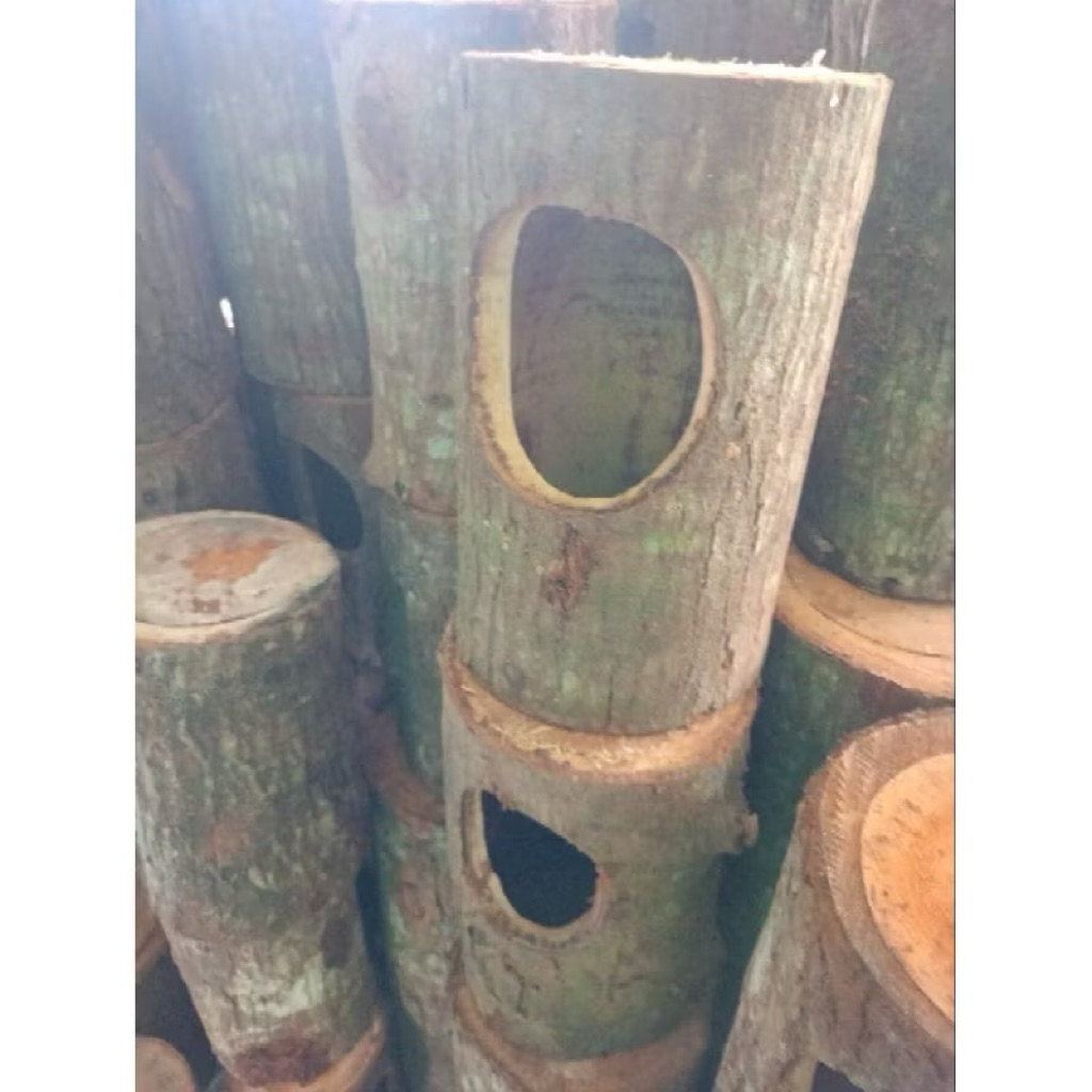 GLODOK POHON BUAT BURUNG MURAI