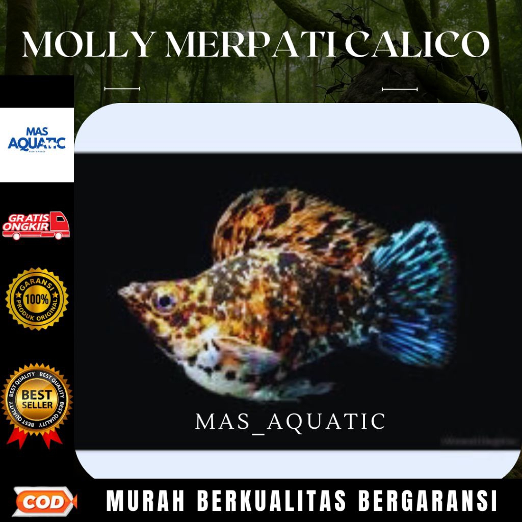Extra Packing Kardus Gambar Sepair Molly Merpati Calico