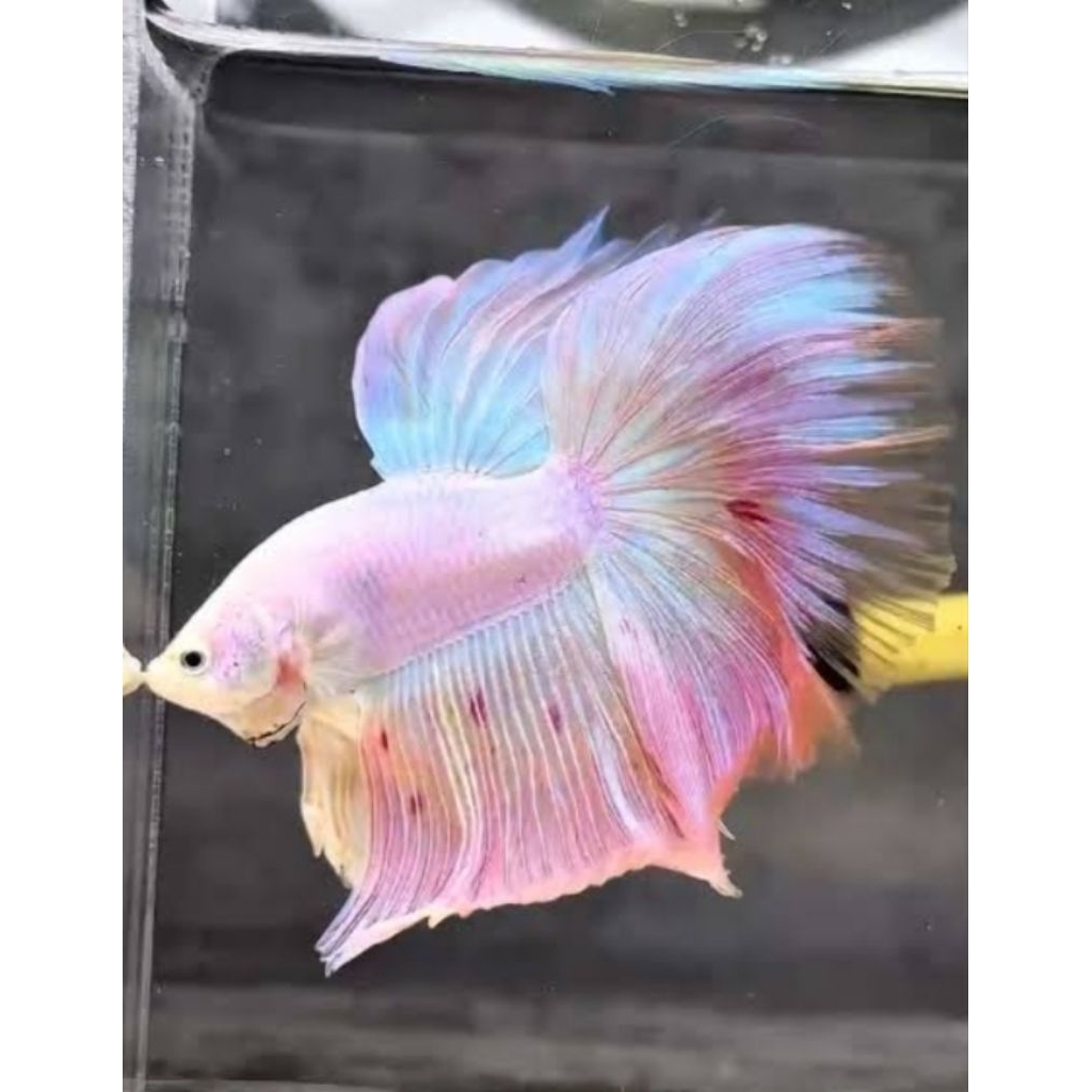 hiasan cupang halfmoon pink cantik