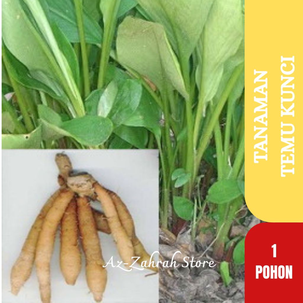 Tanaman Temu Kunci | Bibit Temu Kunci | Pohon Temu Kunci | Temukunci