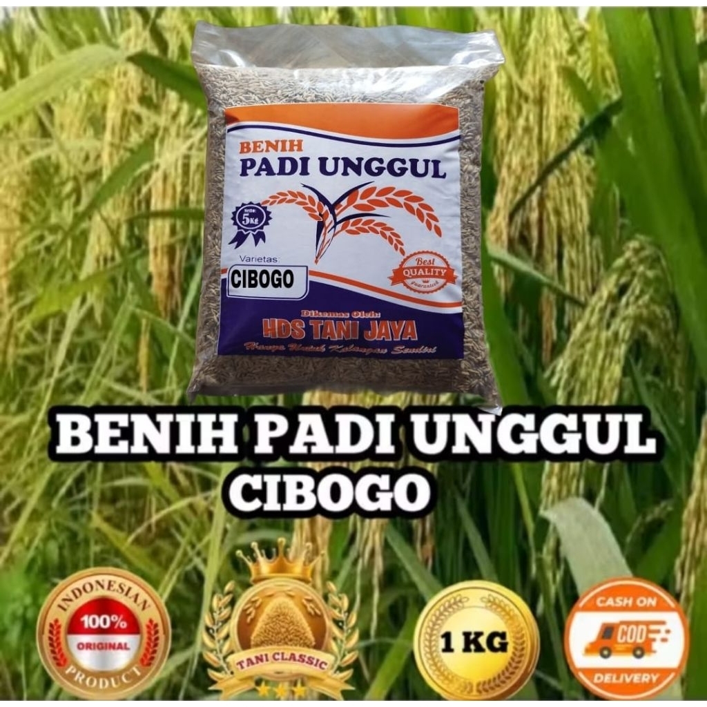 5KG BENIH PADI CIBOGO SUPER ORIGINAL LABEL PUTIH BERKWALITAS
