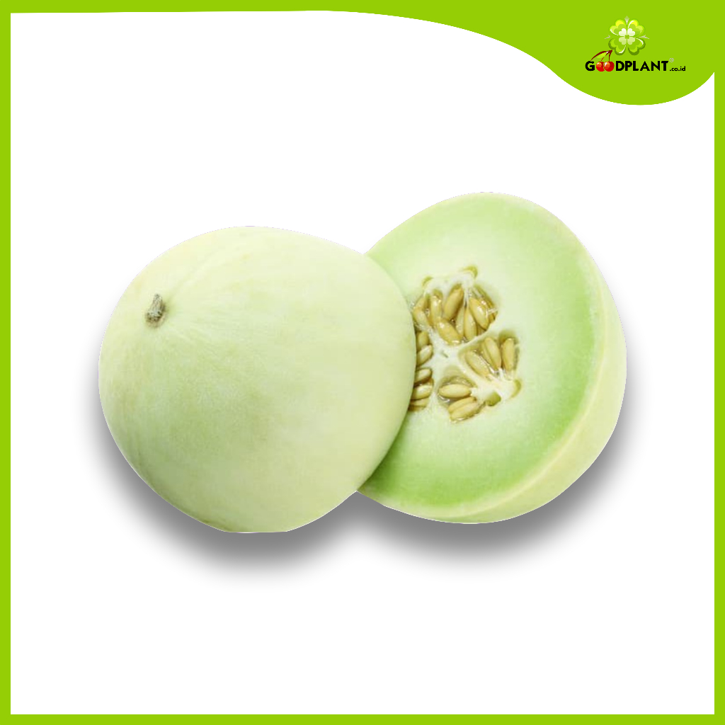 Benih Melon Honey Globe 100 seed