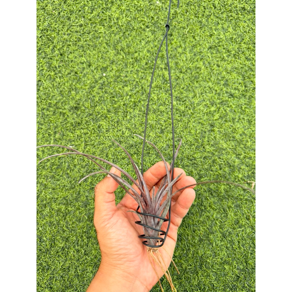 Tillandsia Capitata Domingensis