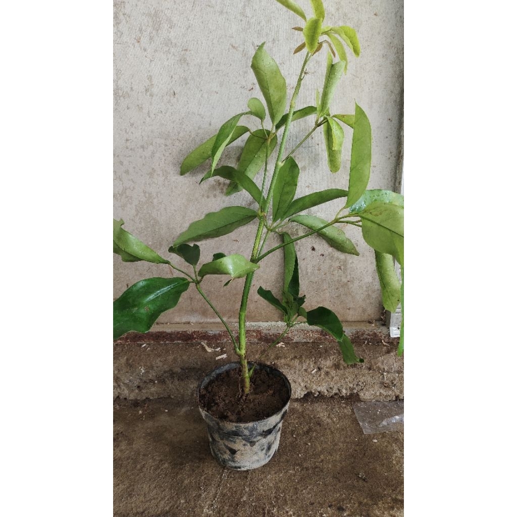 bahan bonsai Tlogosari realpic sesuai gambar