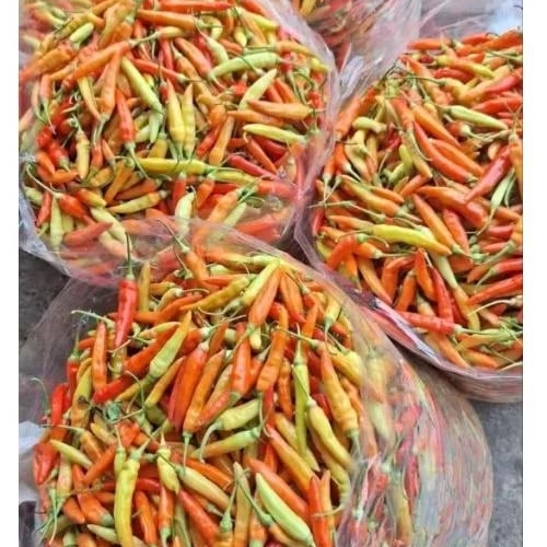 Cabe Rawit merah Fresh gading khusus  jawatengah dan jabodetabek langsung petani 250gram