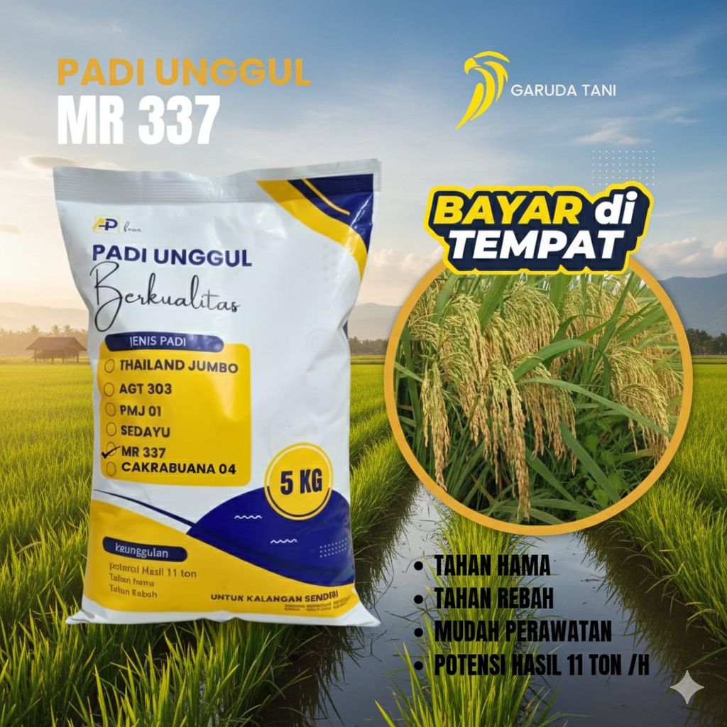 MR 337,BIBIT padi benih padi unggul mr 337 kemasan 5kg original
