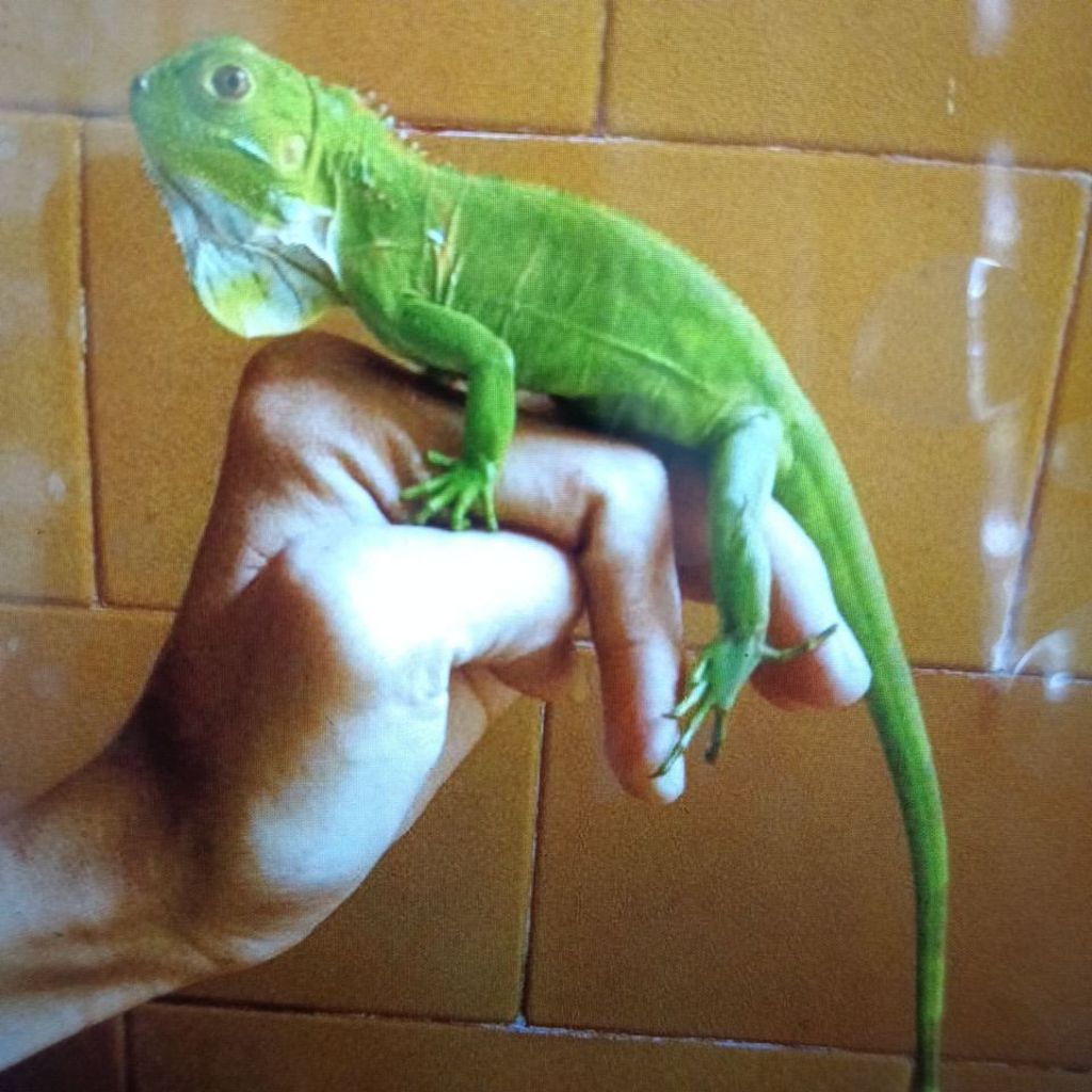 Iguana Green
