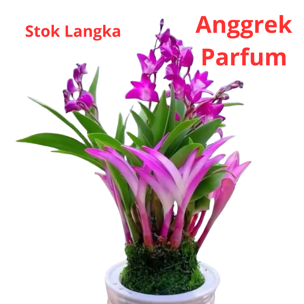 ( BISA BAYAR DI TEMPAT ) tanaman bunga hias anggrek hidup parfum import Dendrobium