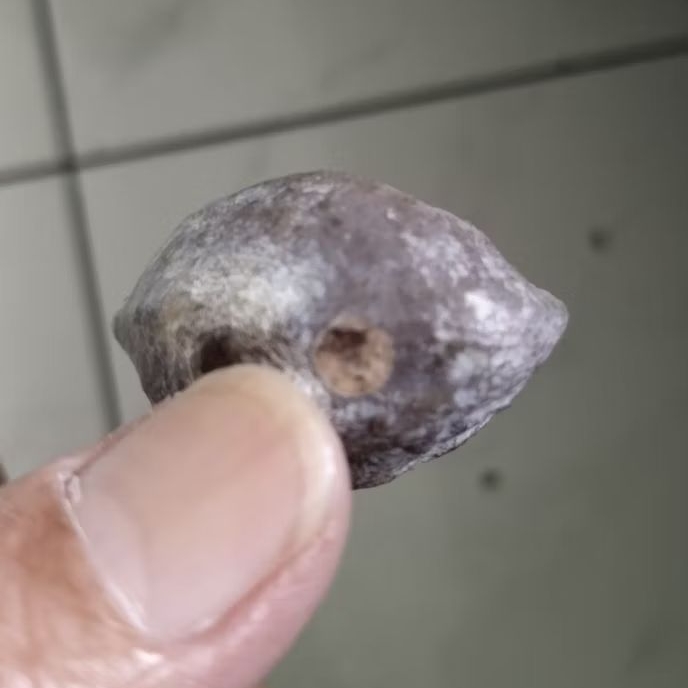 Kemiri Adu Muncang Adu LK Ori Malangbong Tua Jatuhan