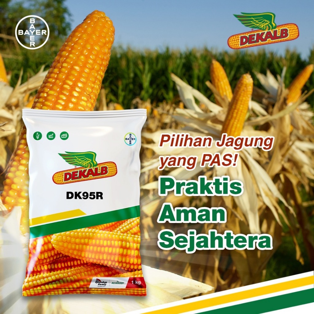 Benih jagung DK 95 R 1 kg Bayer ORIGINAL