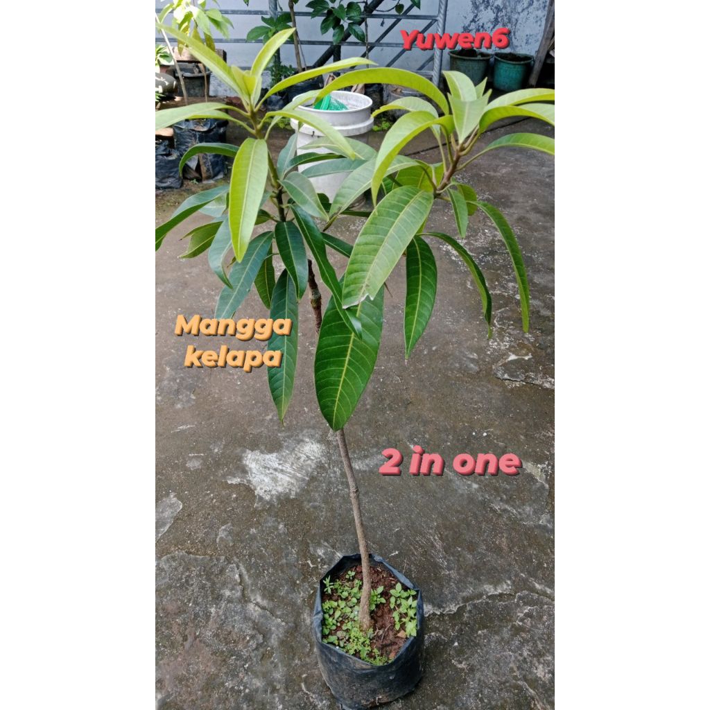Bibit Mangga Kombinasi 2 in one