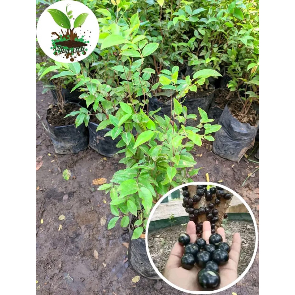 (BISA COD) BIBIT ANGGUR BRAZIL PRECO SUDAH BERAKAR DAN RIMBUN CEPAT BERBUAH