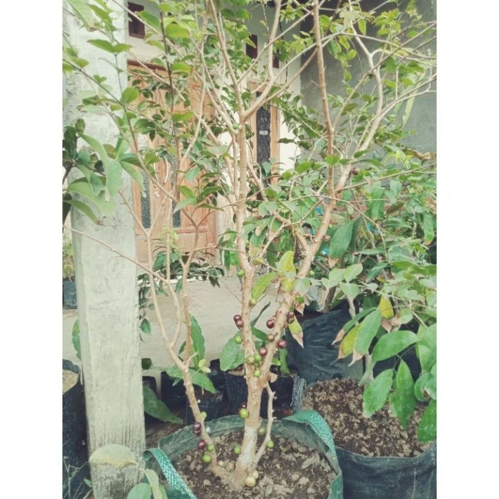 Indukan Anggur Brazil Escarlate, Precoo, Sabara PACKING KAYU [35KG]