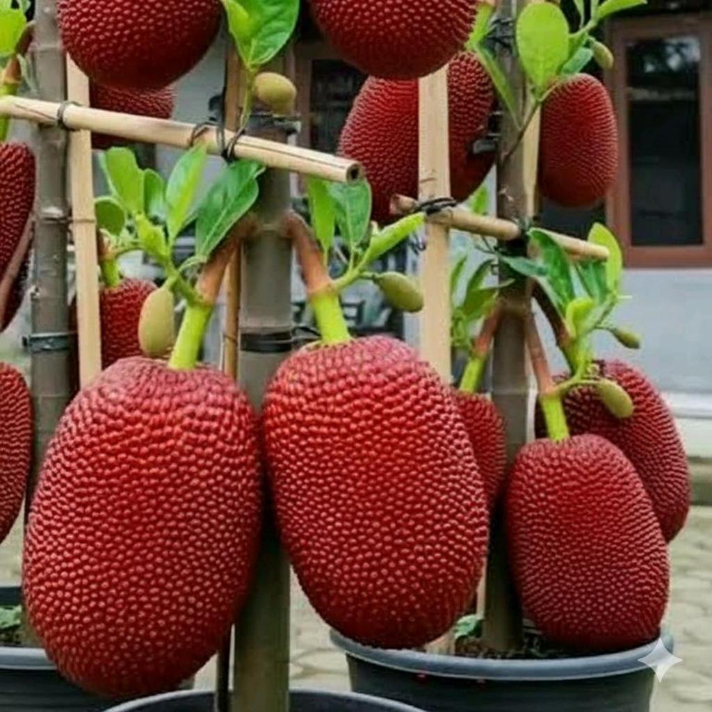 Bibit Nangka Merah Thailand Okulasi Kualitas Super