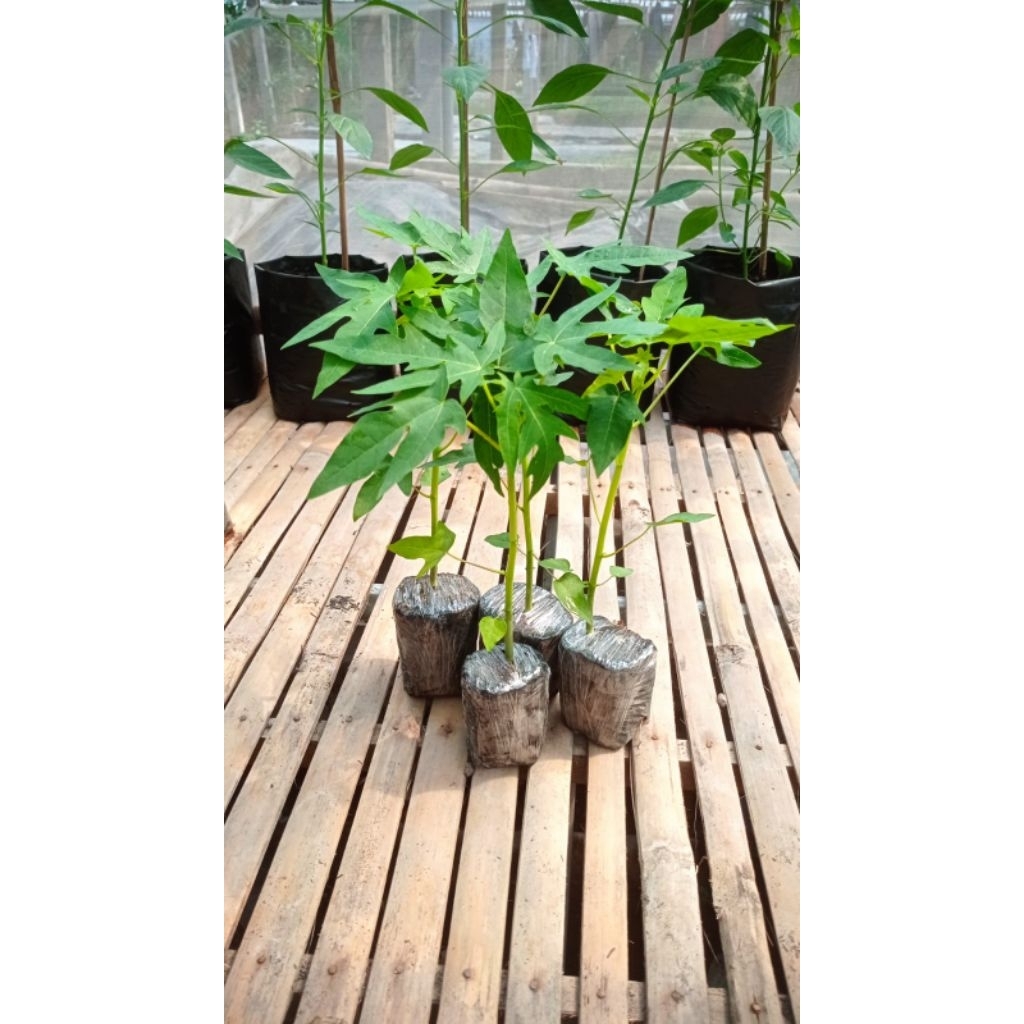 4 bibit pepaya thailand red lady siap tanam