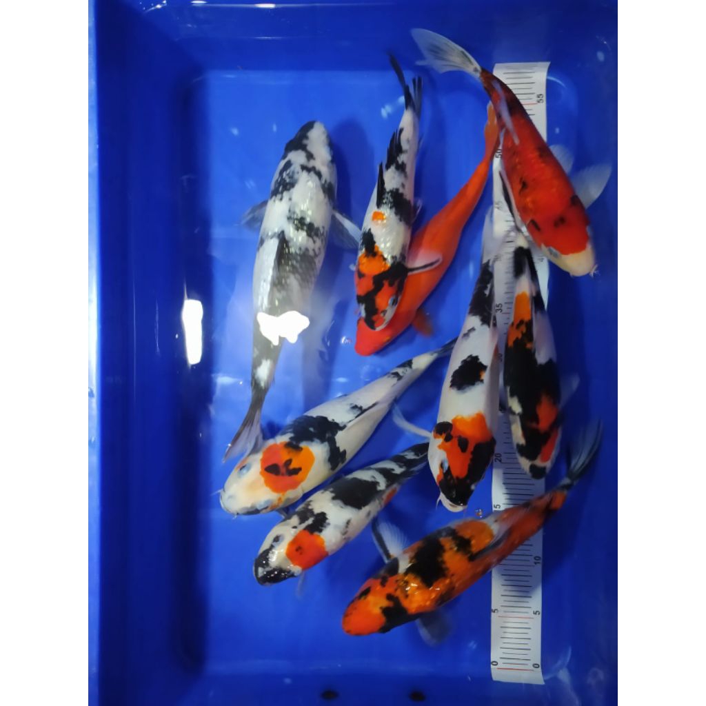 PAKAN IKAN KOI / KOI KOHAKU,SANKE ,SHOW SHIRO SIZE 25-30-35CM
