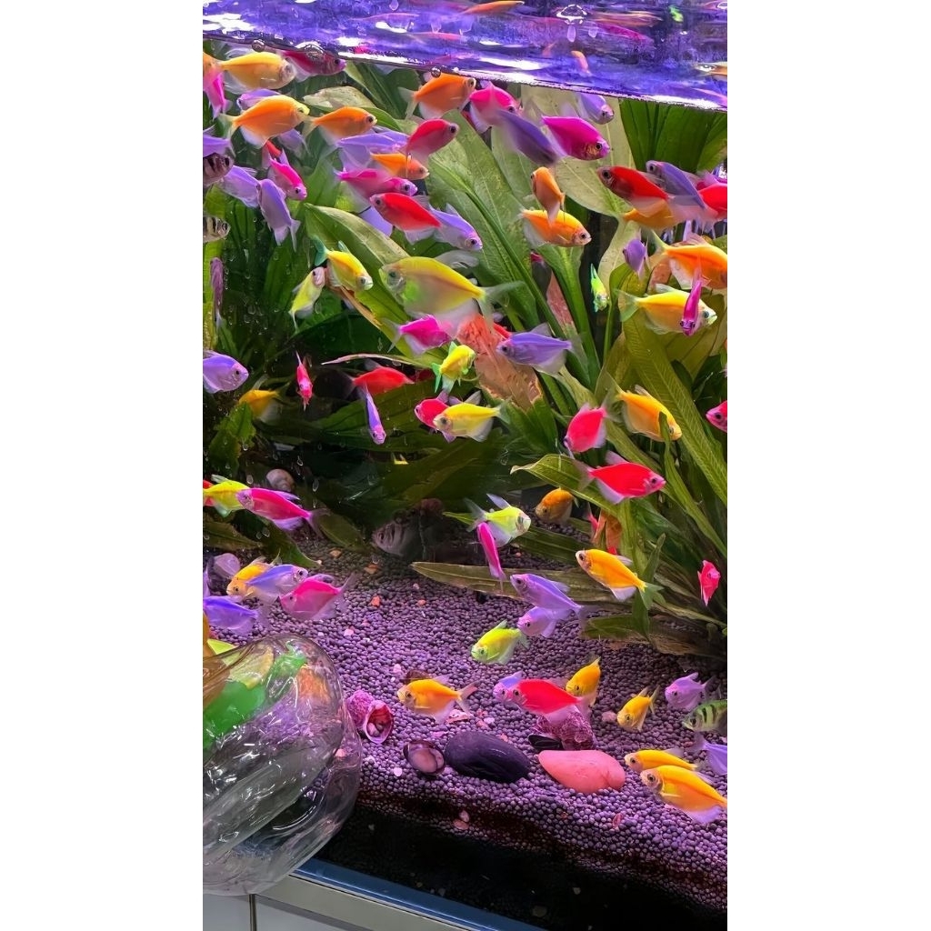 ikan warna warni air tawar hiasan aqurium GLOFISH TETRA ISI 10 EKOR BONUS PAKAN