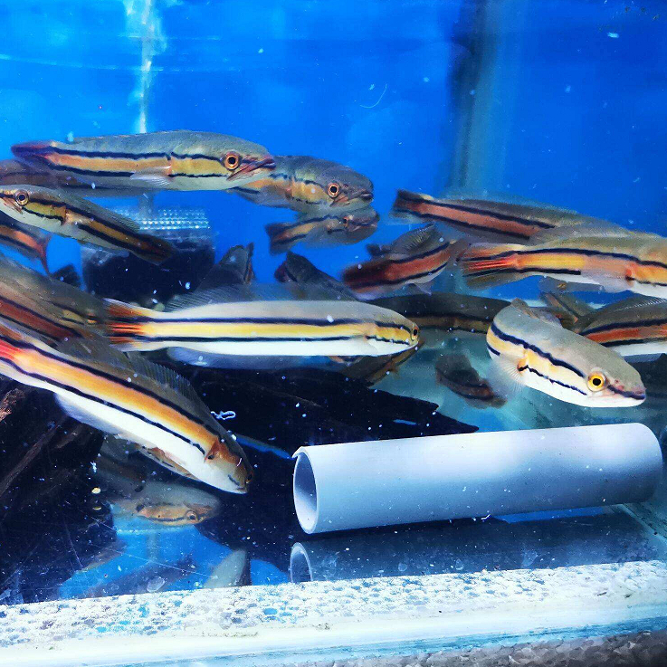 ikan hias predator baby toman gabus snakehead exotis chana channa