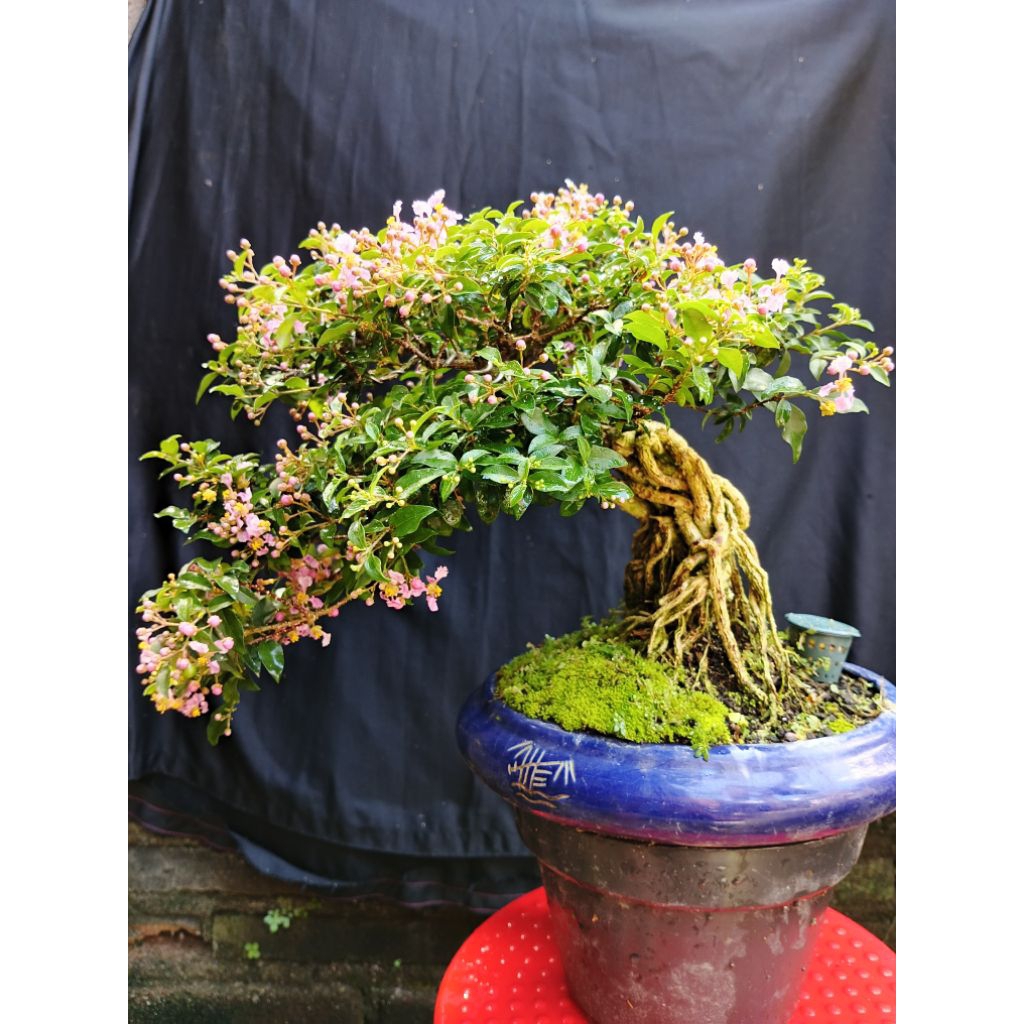 Bonsai siap pajang Sakura mikro real pick