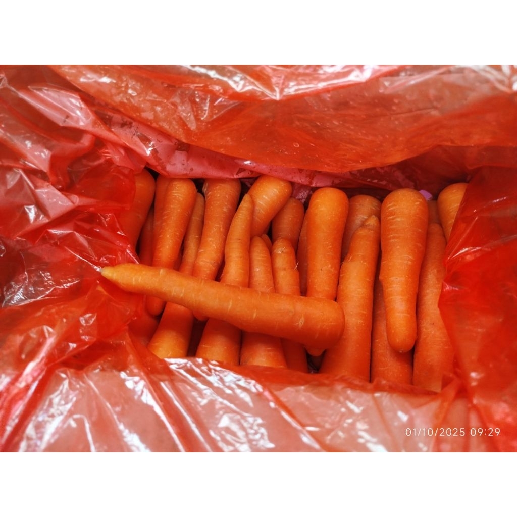 wortel brastagi / wortel fresh brastagi