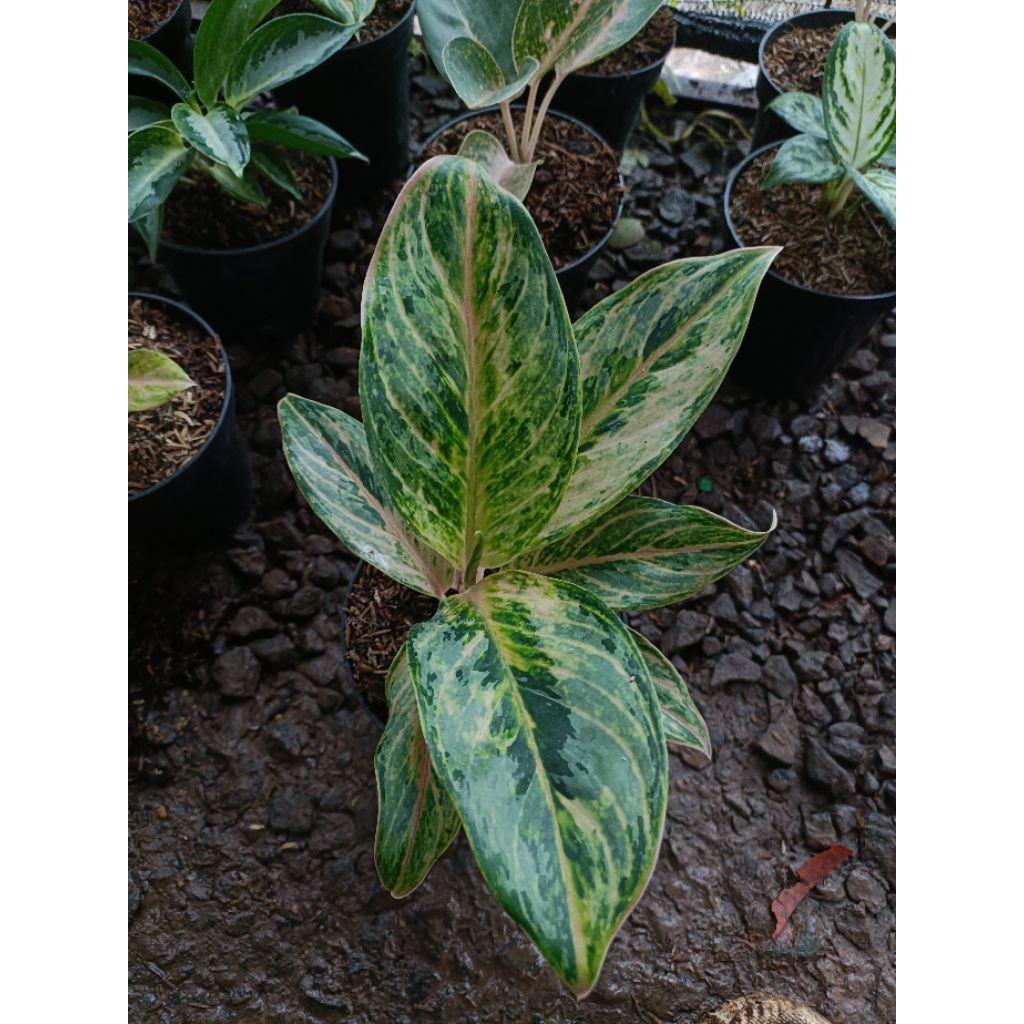 Tanaman Hias Aglaonema Cinta Laura - Tanaman Hias Aglaonema Cinta Laura