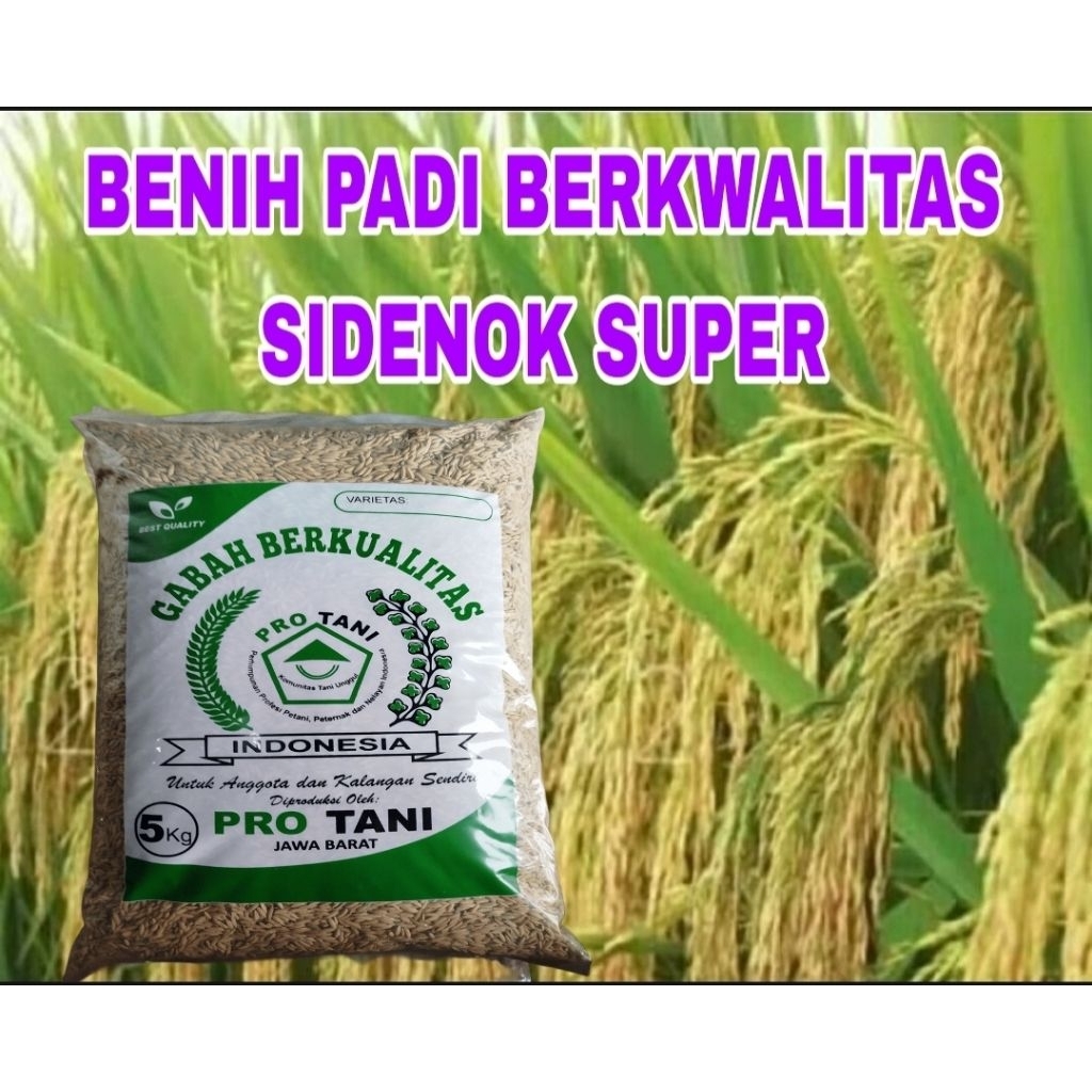 5KG BENIH PADI SIDENOK SUPER ORIGINAL LABEL PUTIH