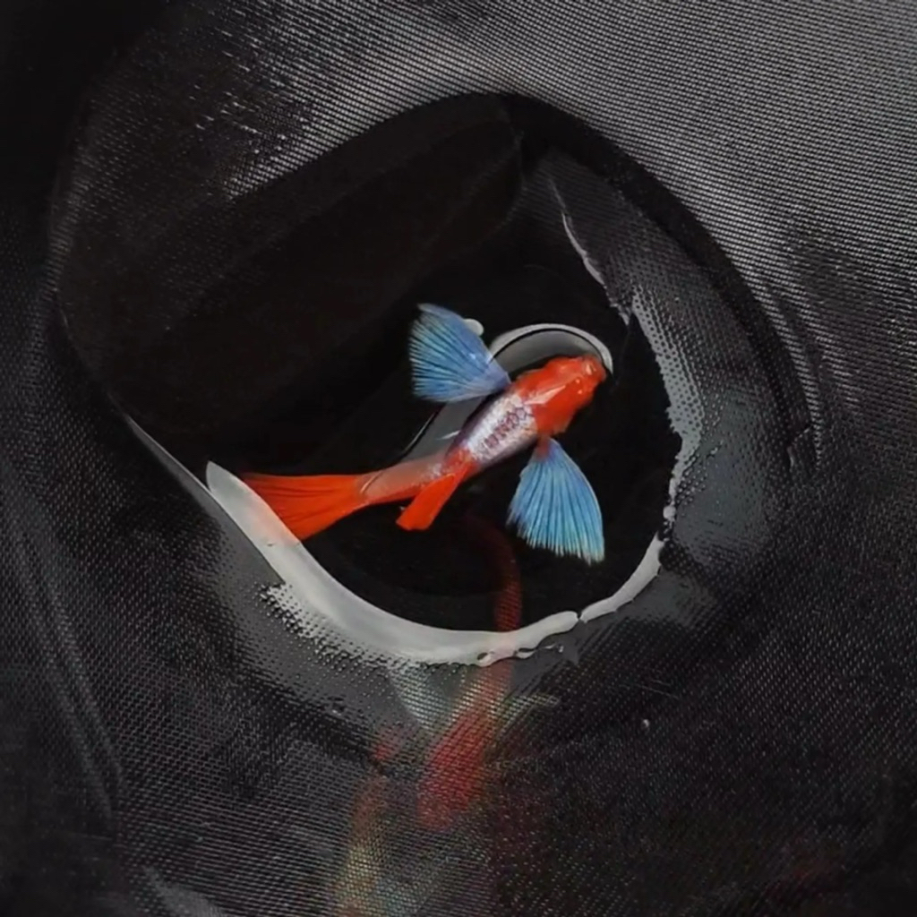 obat ikan_guppy albino Prtde Koi