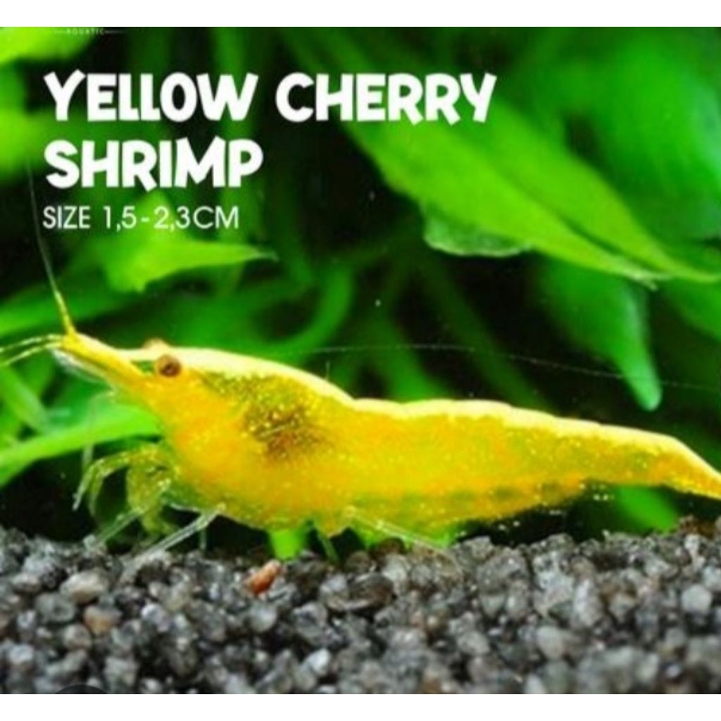 Udang Hias Air Tawar Yelow Hiasan Akuarium