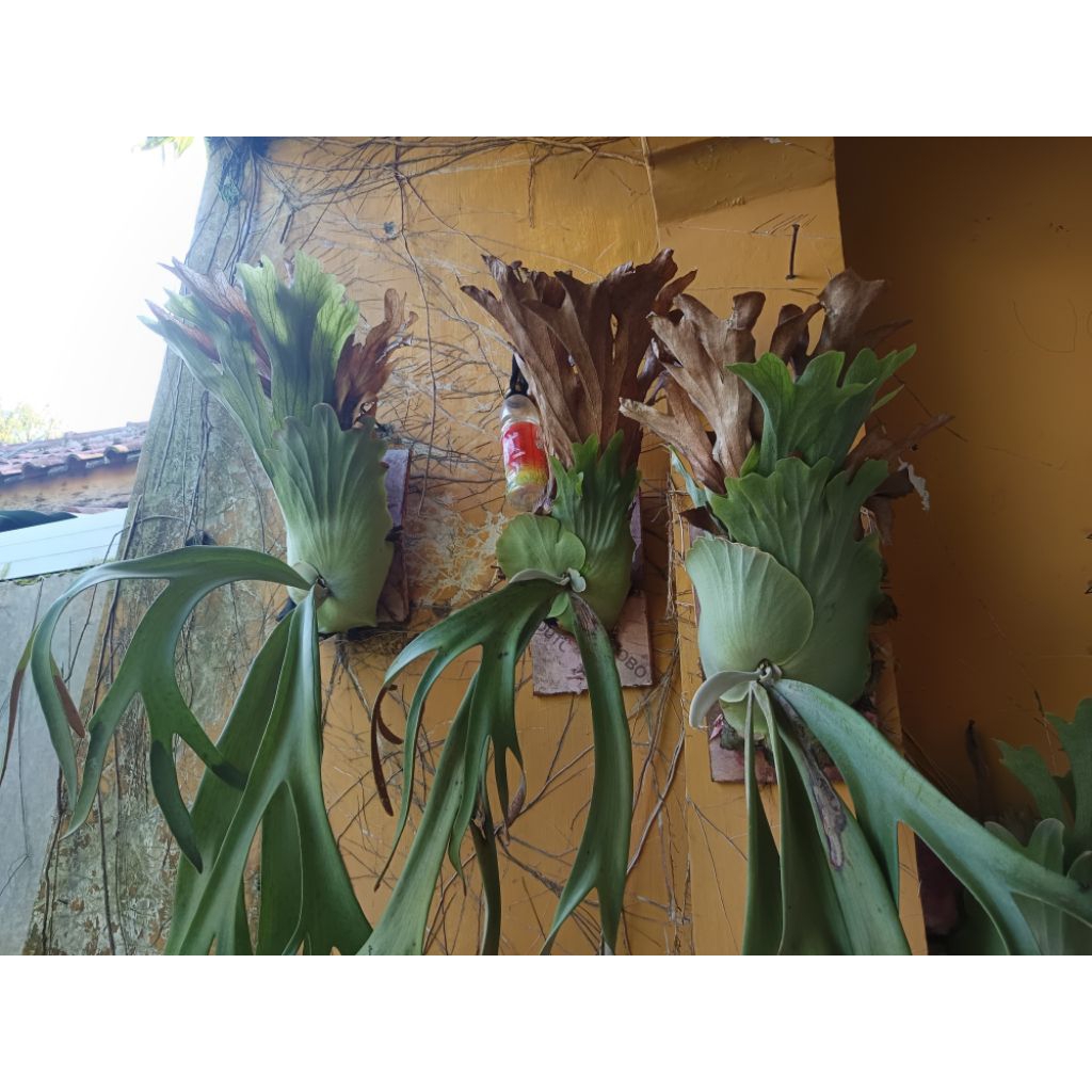 KADAKA TANDUK RUSA  KADAKA UNCAL  TANAMAN HIAS