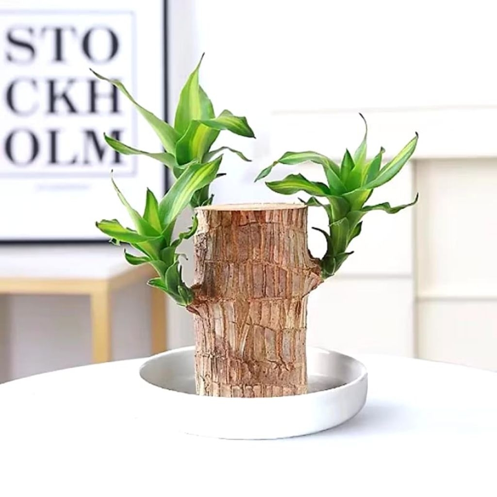 BRAZILIAN WOOD BAHAN BONSAI