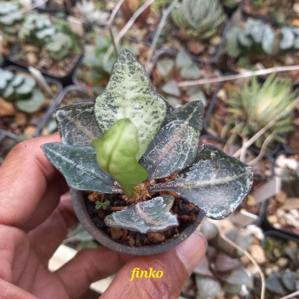 euphorbia francoisii hybrid maple (37)