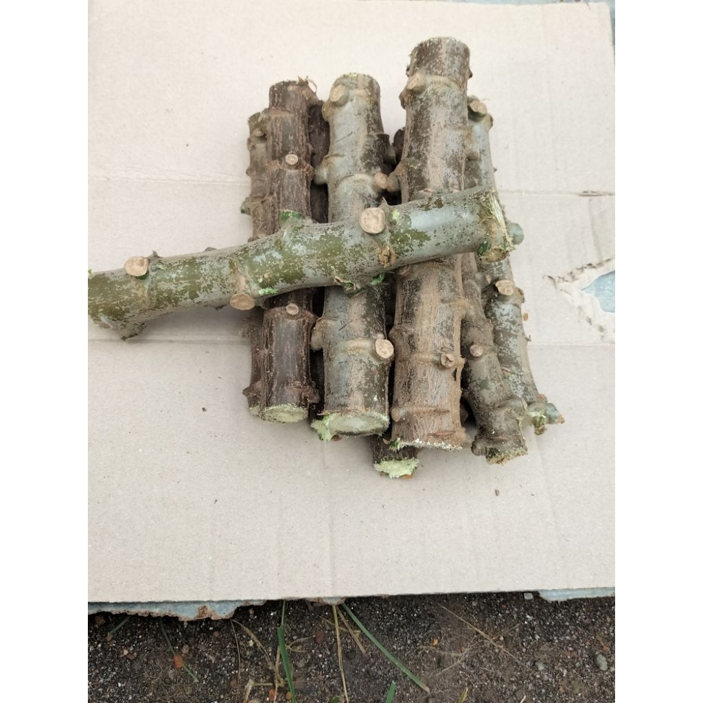 bibit singkong ketan ketela pohong