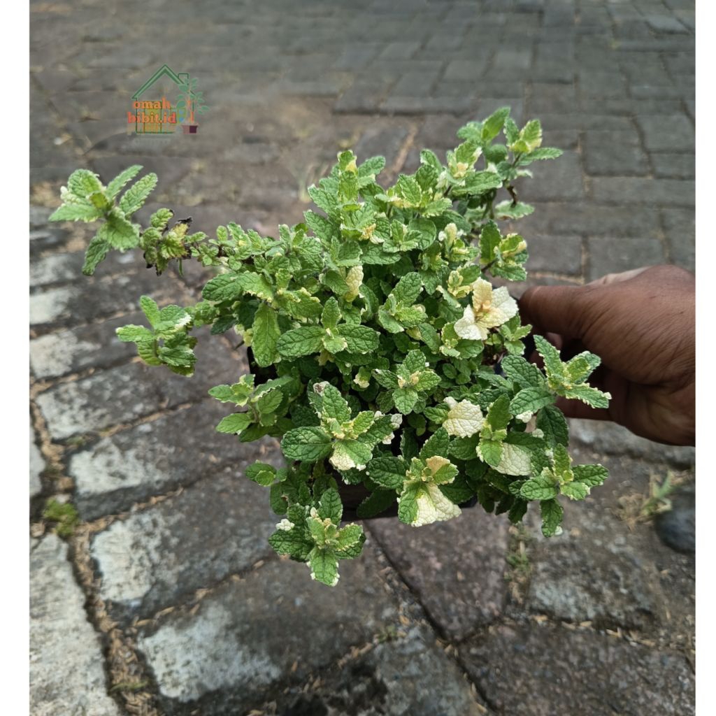 Tanaman Pineapple Mint Variegata