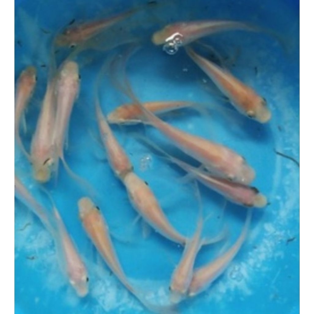 bibit ikan nila albino berkualitas