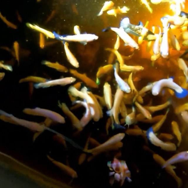 galeri hiasan betina giant halfmoon