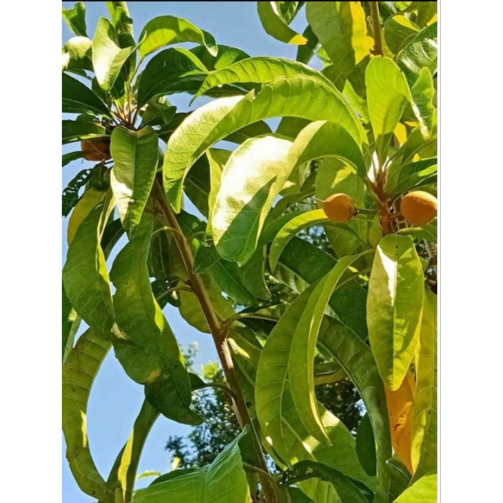 buah alkesa buah sawo mentega buah sawo emas