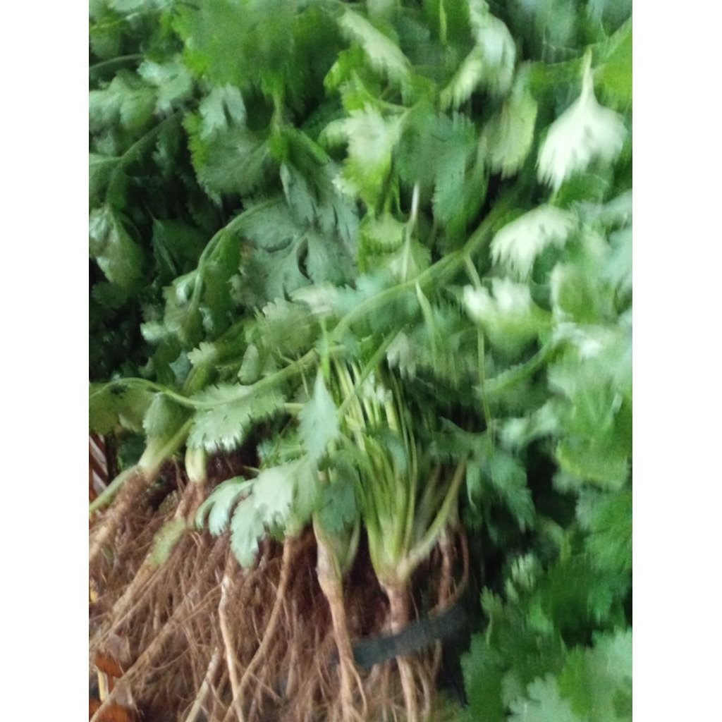 Sayur daun Ketumbar segar