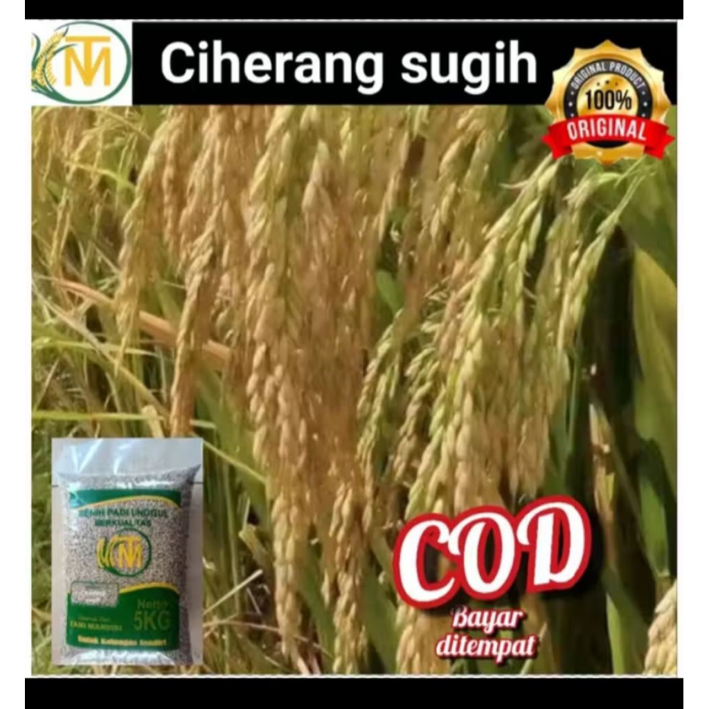 benih padi Ciherang sugih (5kg)