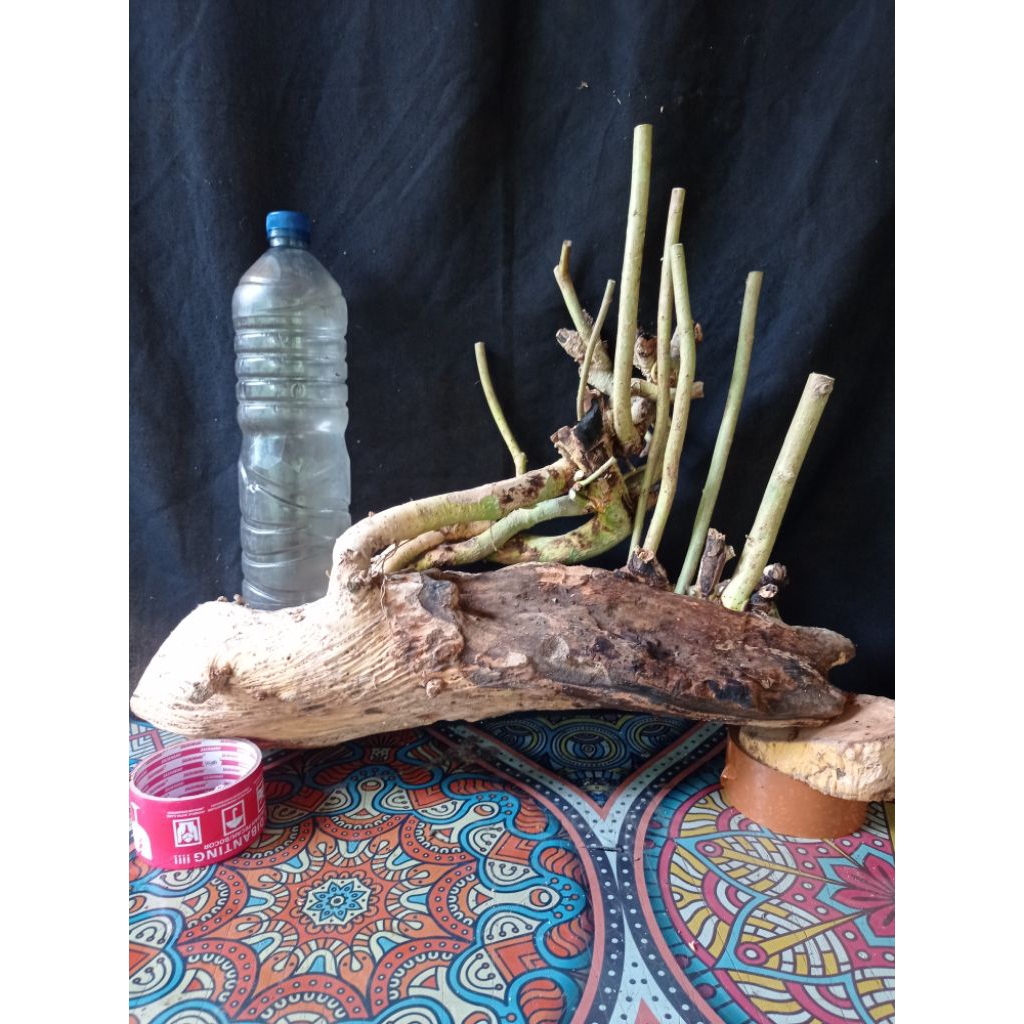 Bahan bonsai serut gasya suryalis bonggol besar