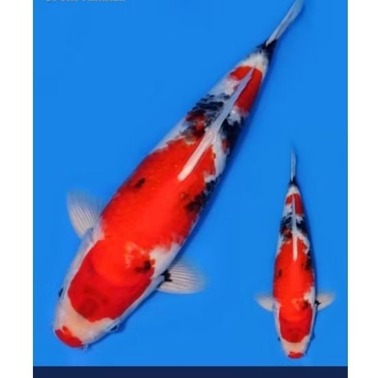 ikan koi showa sanshoku berkualitas A size 30-35