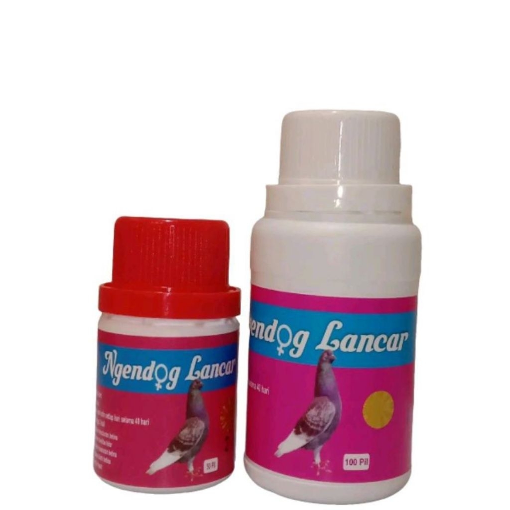 Ngendog Lancar | untuk merpati betina | merpati baron
