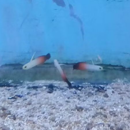 Ikan Laut Roket Anten Merah