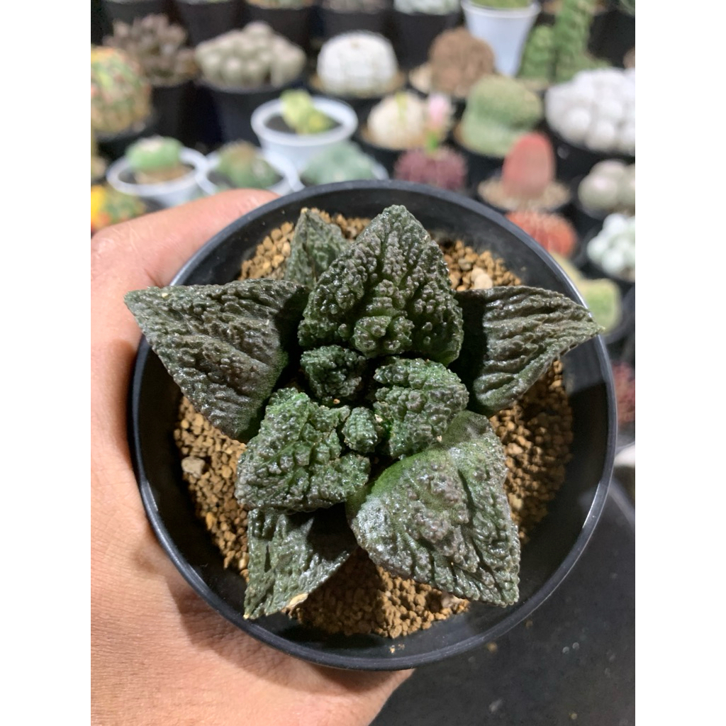 Ariocarpus Godzila
