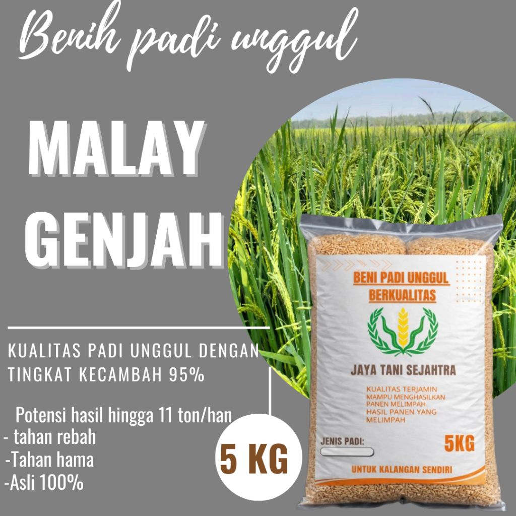 BENIH PADI MALAY GENJAH 5KG