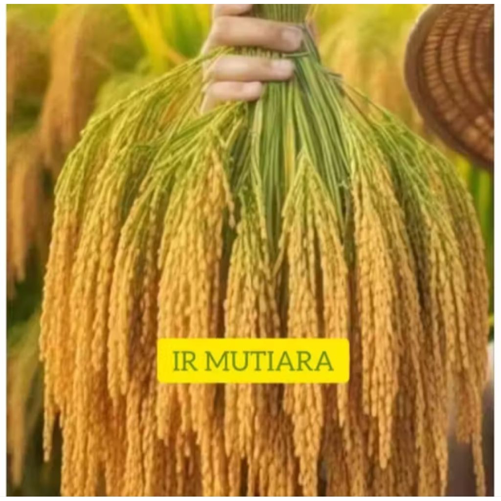 benih padi IR MUTIARA SUPER (5kg)