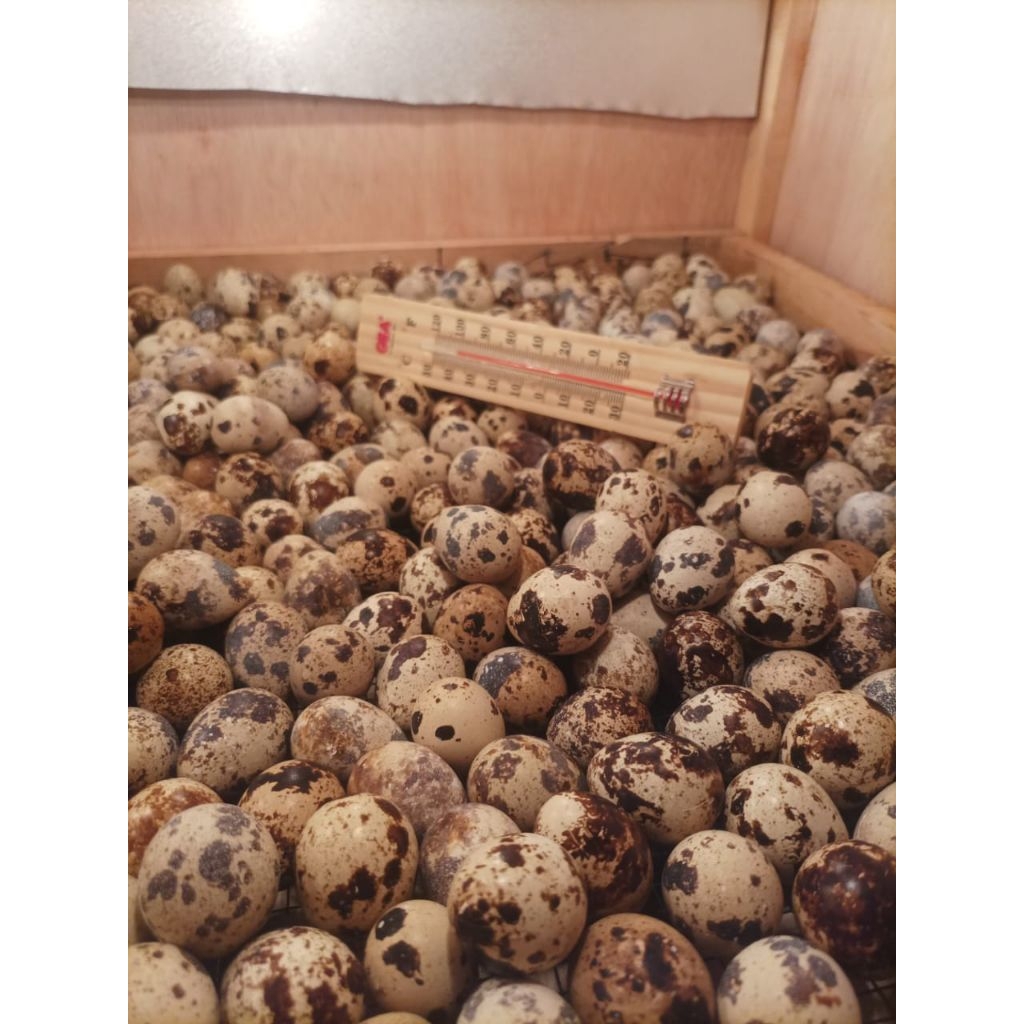 Tapuy umpan galatama ikan lele