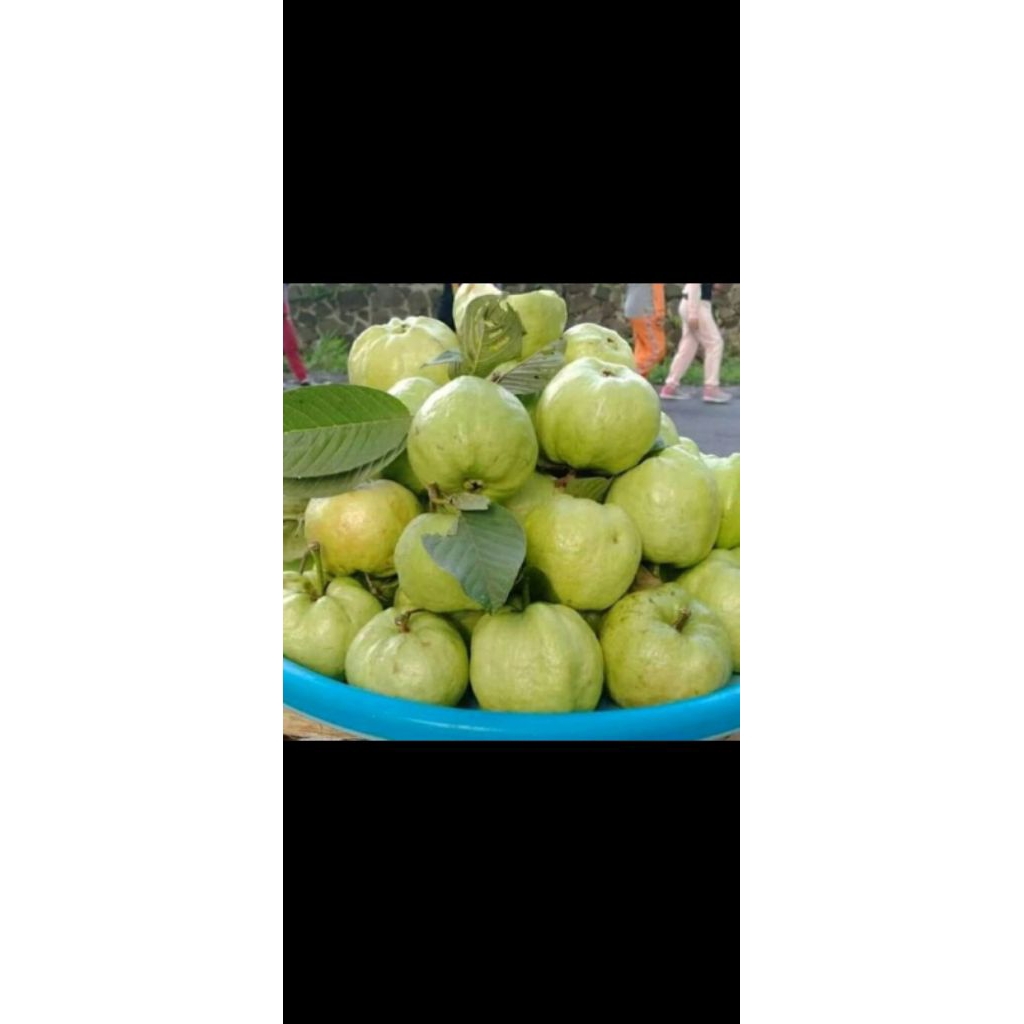 Bibit Jambu Kristal Tanpa Biji, Berbuah Cepat 5-7 Bulan, Daging Tebal Renyah