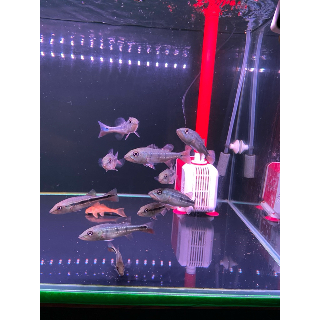 PBASS FOGO 8-9CM PELET